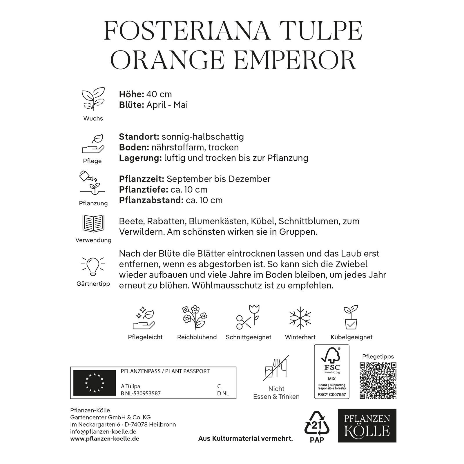 Fosteriana Tulpen Orange Emperor orange, 20 Blumenzwiebeln Fosteriana Tulpen Orange Emperor orange, 20 Blumenzwiebeln