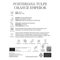 Fosteriana Tulpen Orange Emperor orange, 20 Blumenzwiebeln Fosteriana Tulpen Orange Emperor orange, 20 Blumenzwiebeln