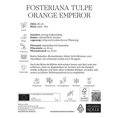 Fosteriana Tulpen Orange Emperor orange, 20 Blumenzwiebeln Fosteriana Tulpen Orange Emperor orange, 20 Blumenzwiebeln