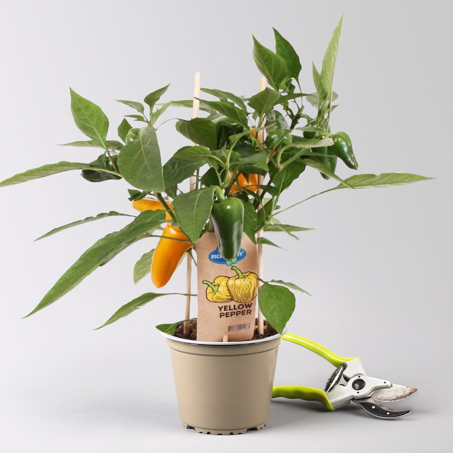 Snackpaprika 'Pick-&-Joy® Snack Pepper Yellow', Topf-Ø 14 cm, 2 Pflanzen