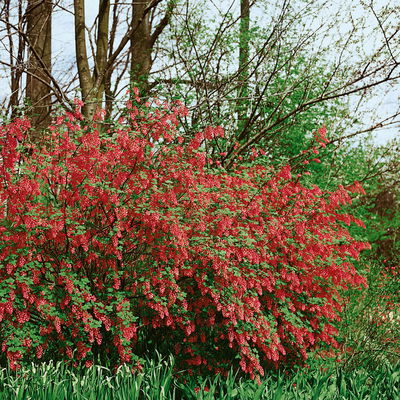 Dufthecke-Blütensträucher XL, 20er-Set, Höhe 80-100 cm, Topf 12+20 Liter