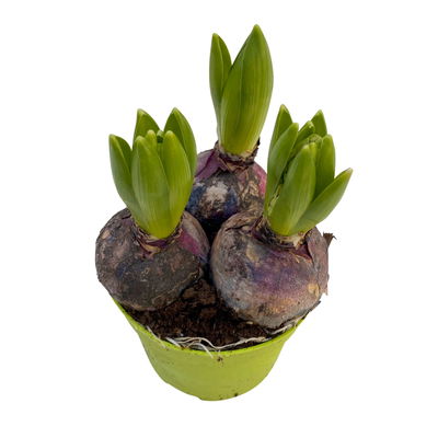 Hyazinthe, rot, vorgetrieben, Topf-Ø 12 cm, 6 Pflanzen