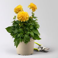 Dahlie 'Hypnotica', Farben zufällig, Topf-Ø 19 cm, 2er-Set