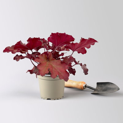 Bio Purpurglöckchen 'Boysenberry', rotlaubig, Topf-Ø 12 cm, 3 Pflanzen Bio Purpurglöckchen 'Boysenberry', rotlaubig, Topf-Ø 12 cm, 3 Pflanzen