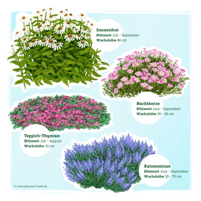 Stauden-Set, 12 Pflanzen für 2 m², weiß-rosa-blau