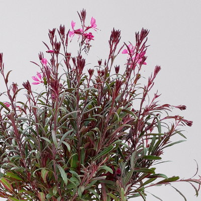 Prachtkerze pink, Topf-Ø 19 cm, 2er-Set Prachtkerze pink, Topf-Ø 19 cm, 2er-Set