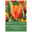 Einfache frühe Tulpen Prinses Irene, orange/rot geflammt, 7 Blumenzwiebeln Einfache frühe Tulpen Prinses Irene, orange/rot geflammt, 7 Blumenzwiebeln