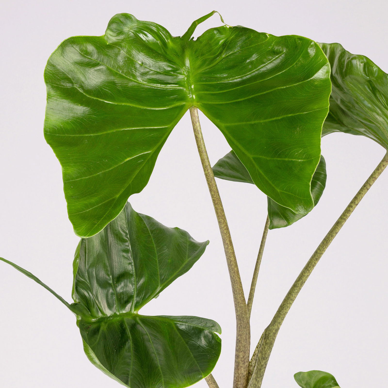 Alocasia 'Stingray', Topf-Ø 17 cm, Höhe ca. 60 cm, 2 Pflanzen Alocasia 'Stingray', Topf-Ø 17 cm, Höhe ca. 60 cm, 2 Pflanzen