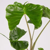 Alocasia 'Stingray', Topf-Ø 17 cm, Höhe ca. 60 cm, 2 Pflanzen Alocasia 'Stingray', Topf-Ø 17 cm, Höhe ca. 60 cm, 2 Pflanzen