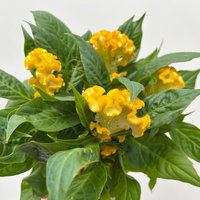 Celosia 'Tasty Twist Mix', Farben zufällig, Topf-Ø 12 cm, 6 Pflanzen Celosia 'Tasty Twist Mix', Farben zufällig, Topf-Ø 12 cm, 6 Pflanzen
