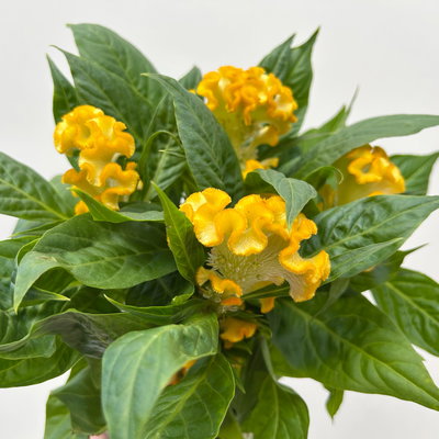 Celosia 'Tasty Twist Mix', Farben zufällig, Topf-Ø 12 cm, 6 Pflanzen Celosia 'Tasty Twist Mix', Farben zufällig, Topf-Ø 12 cm, 6 Pflanzen