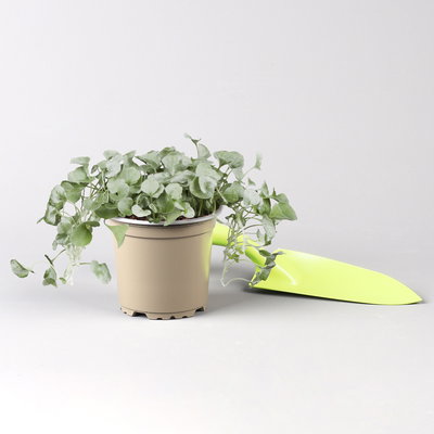 Pflanzenkreation 'Pflegeleicht', 12 Pflanzen inkl. Erde und Dünger