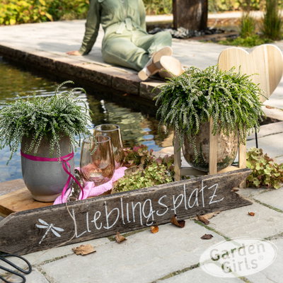 Knospenheide 'Rasta Girls®', überhängend, weiß, Topf-Ø 13 cm, 6 Pflanzen Knospenheide 'Rasta Girls®', überhängend, weiß, Topf-Ø 13 cm, 6 Pflanzen