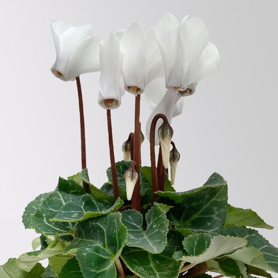 Alpenveilchen Mini, weiß, Topf-Ø 6 cm, 10 Pflanzen Alpenveilchen Mini, weiß, Topf-Ø 6 cm, 10 Pflanzen