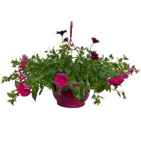 gemischte Sommerblumen-Ampel, Farbe/n nach Verfügbarkeit, Ampeltopf-Ø 25/27 cm