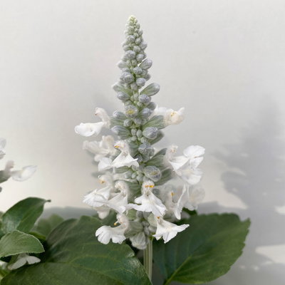 Mehliger Salbei, weiß, Topf-Ø ca. 12/13 cm, 6 Pflanzen