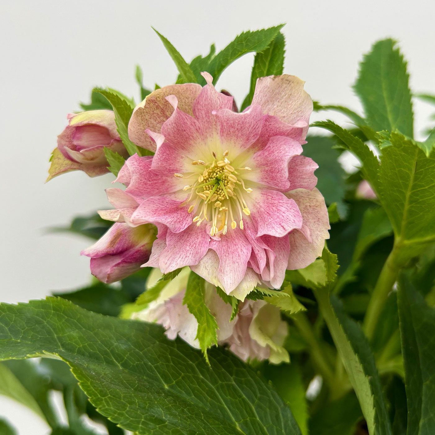 Lenzrose 'ViV® Catharina', rosa gesprenkelt, Topf-Ø 19 cm