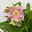 Lenzrose 'ViV® Catharina', rosa gesprenkelt, Topf-Ø 19 cm