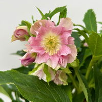 Lenzrose 'ViV® Catharina', rosa gesprenkelt, Topf-Ø 19 cm