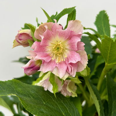 Lenzrose 'ViV® Catharina', rosa gesprenkelt, Topf-Ø 19 cm Lenzrose 'ViV® Catharina', rosa gesprenkelt, Topf-Ø 19 cm