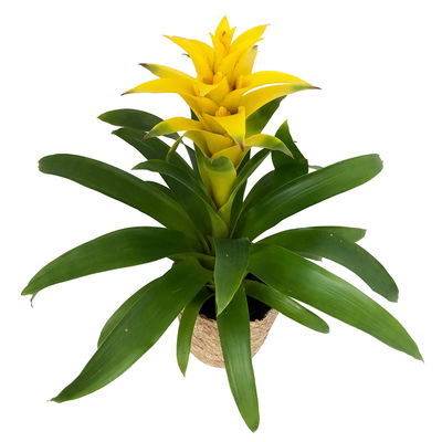 Guzmanie 'Diana', gelb, Topf-Ø 12 cm, mit Korb Maki, Höhe ca. 50 cm