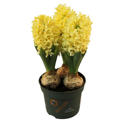Hyazinthe, weiß & gelb, vorgetrieben, Topf-Ø 12 cm, 6 Pflanzen