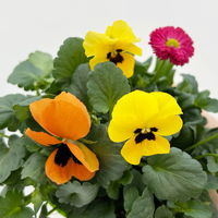 Frühlingmix, bunt, Topf-Ø 13 cm, 6 Pflanzen