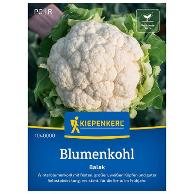 Gemüsesamen, Blumenkohl 'Balak', weiß