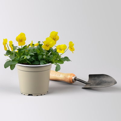 Hornveilchen, Farben zufällig, Topf-Ø 12 cm, 6 Pflanzen