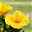 Hibiskus gelb, Busch, Topf-Ø 17 cm