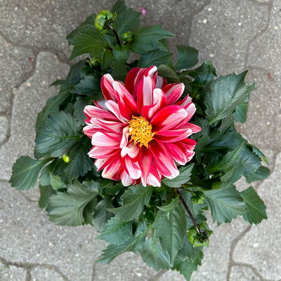 Dahlie, Farbe zufällig, Topf-Ø 14 cm, 4 Pflanzen