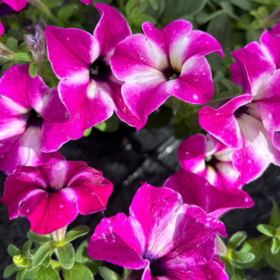 Petunien 'Circus Sky®' pink-weiß, hängend, Topf-Ø 13 cm, 6 Pflanzen