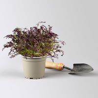 Bio Asiasalat 'Moutarde Rouge Metis', Topf-Ø 12 cm