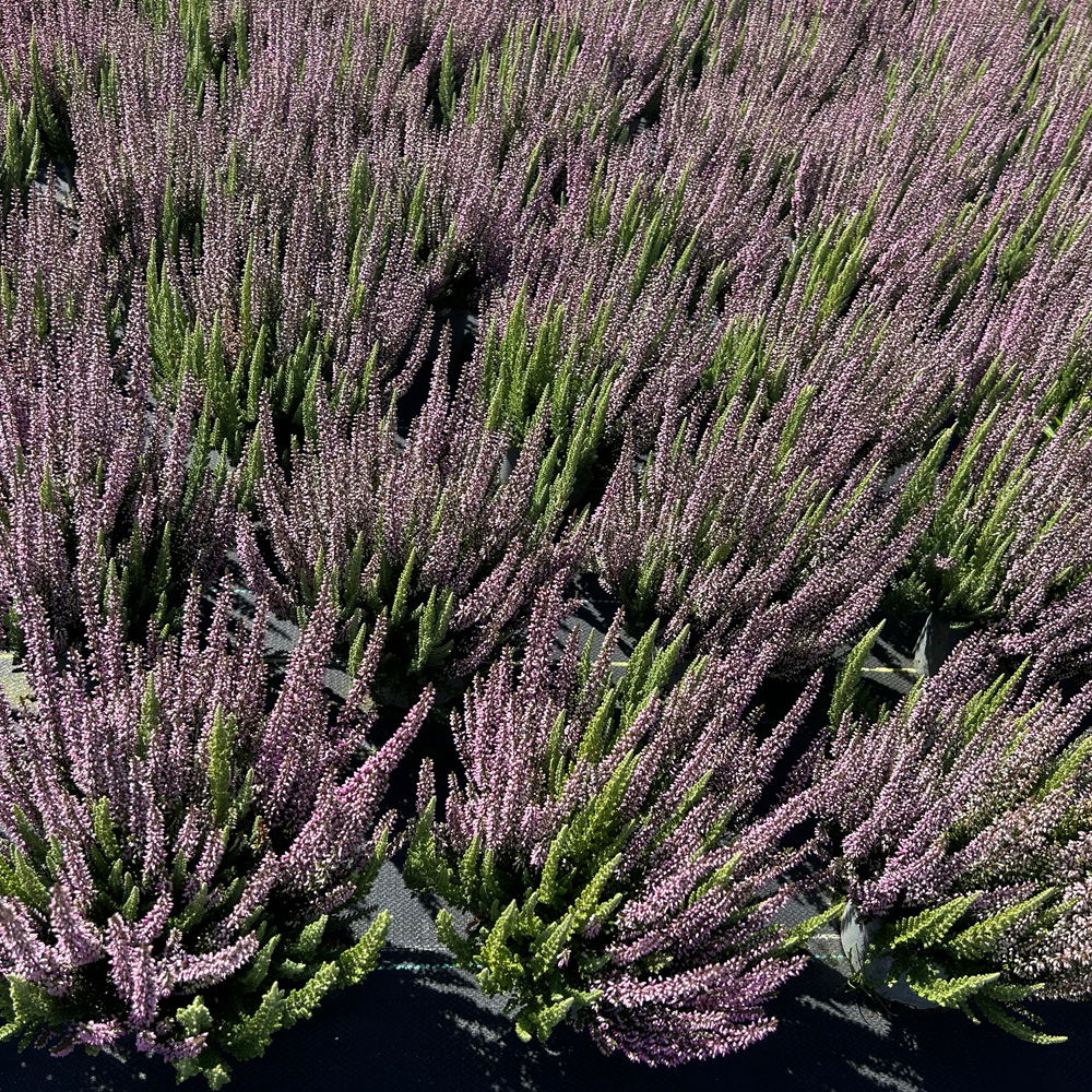 Calluna 'Beauty Ladies® Mintberry', rot/lila mit mint, Topf-Ø 13 cm, 3 Pflanzen