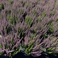 Calluna 'Beauty Ladies® Mintberry', rot/lila mit mint, Topf-Ø 13 cm, 3 Pflanzen