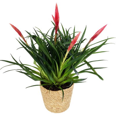 Vrisea 'Astrid' rot, mit Korb Maki, Höhe ca. 35 cm, Topf-Ø 12 cm Vrisea 'Astrid' rot, mit Korb Maki, Höhe ca. 35 cm, Topf-Ø 12 cm