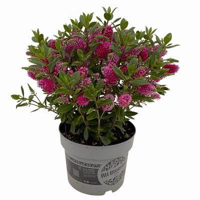 Hebe 'All Blooms®', rot, Topf 17 cm Ø Hebe 'All Blooms®', rot, Topf 17 cm Ø