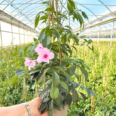 Pandorea, rosa, Pyramide, Topf-Ø 17 cm, Höhe ca. 70 cm Pandorea, rosa, Pyramide, Topf-Ø 17 cm, Höhe ca. 70 cm