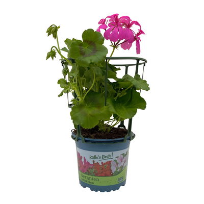 Geranie 'Villetta® Lilac' lila, hängend, Topf-Ø 13cm, 6er-Set