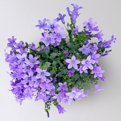 Glockenblume, 2-3 Farben zufällig, Topf-Ø 10,5 cm, 3 Pflanzen