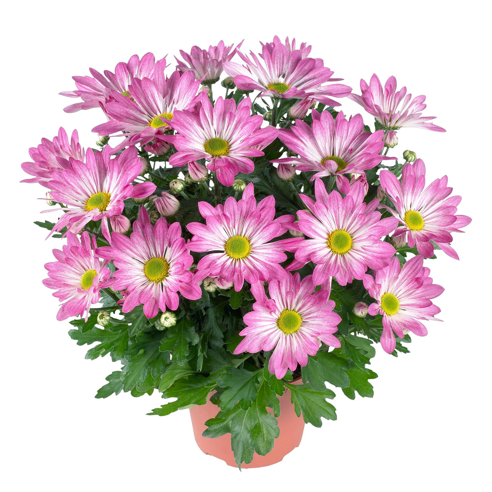 Chrysanthemen 'Rainbow Rosy' rosa-weiß, Topf-Ø 14 cm, 4 Pflanzen