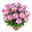 Chrysanthemen 'Rainbow Rosy' rosa-weiß, Topf-Ø 14 cm, 4 Pflanzen