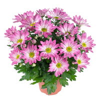 Chrysanthemen 'Rainbow Rosy' rosa-weiß, Topf-Ø 14 cm, 4 Pflanzen