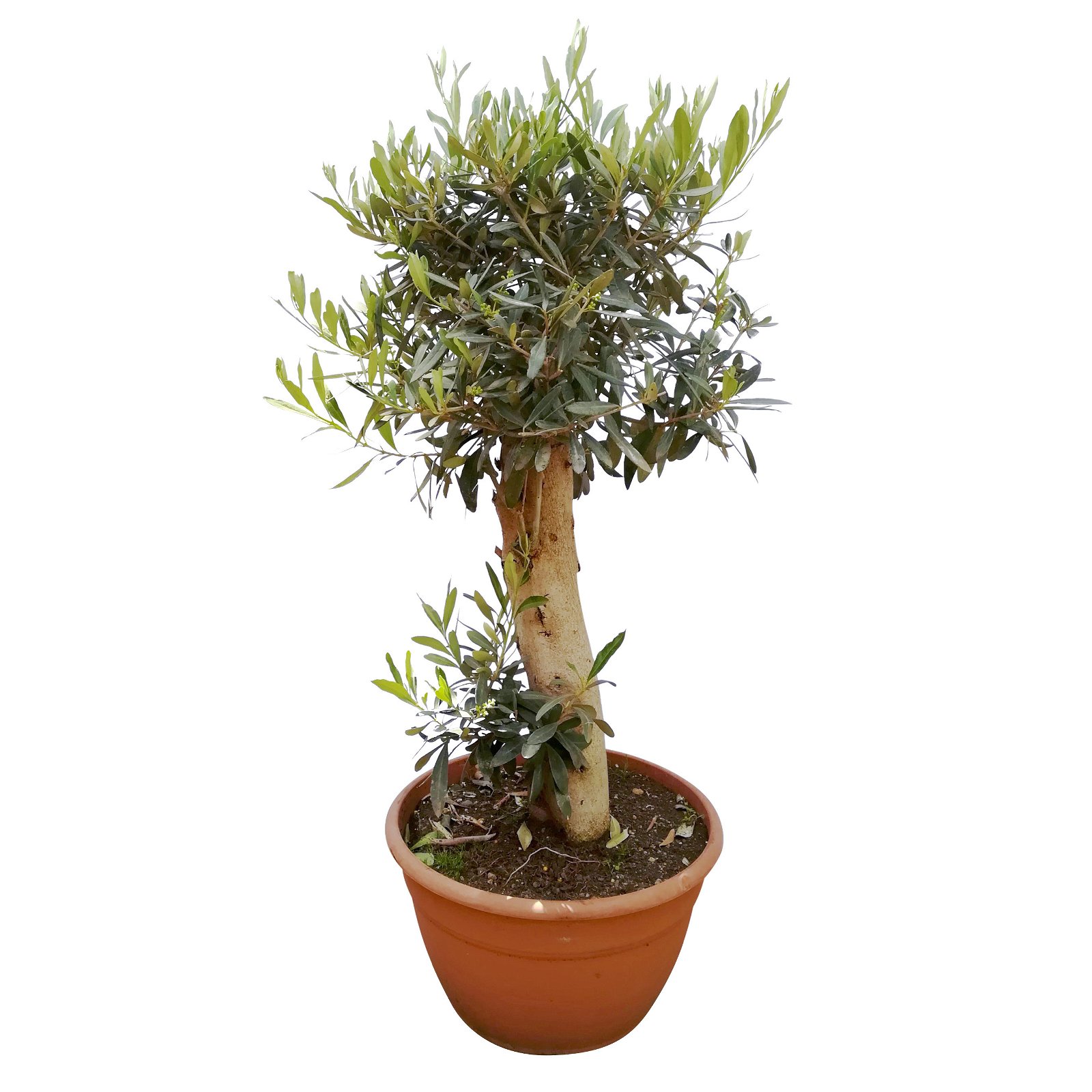 Olivenbaum 'Bonsai', Topf-Ø 30 cm, Höhe ca. 70 cm, 2er-Set