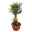 Olivenbaum 'Bonsai', Topf-Ø 30 cm, Höhe ca. 70 cm