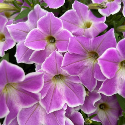 Petunie 'Cascadia Lilac Frost' flieder-weiß, hängend, Topf-Ø 13 cm, 6 Pflanzen