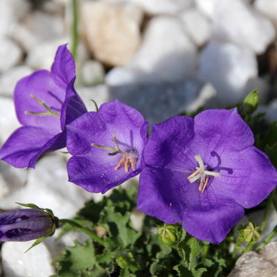 Bio Karpaten-Glockenblume 'Blue Clips' blau, Topf 9x9 cm, 3 Pflanzen