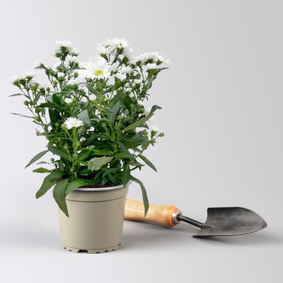 Aster novi-belgii Farben zufällig, Topf-Ø 12 cm, 6er-Set Aster novi-belgii Farben zufällig, Topf-Ø 12 cm, 6er-Set