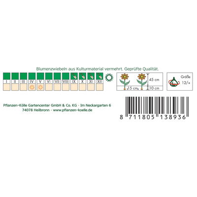 Dufttulpe 'Fly Away'®, 7 Zwiebeln, rot/gelb, Gr. 12+ Dufttulpe 'Fly Away'®, 7 Zwiebeln, rot/gelb, Gr. 12+