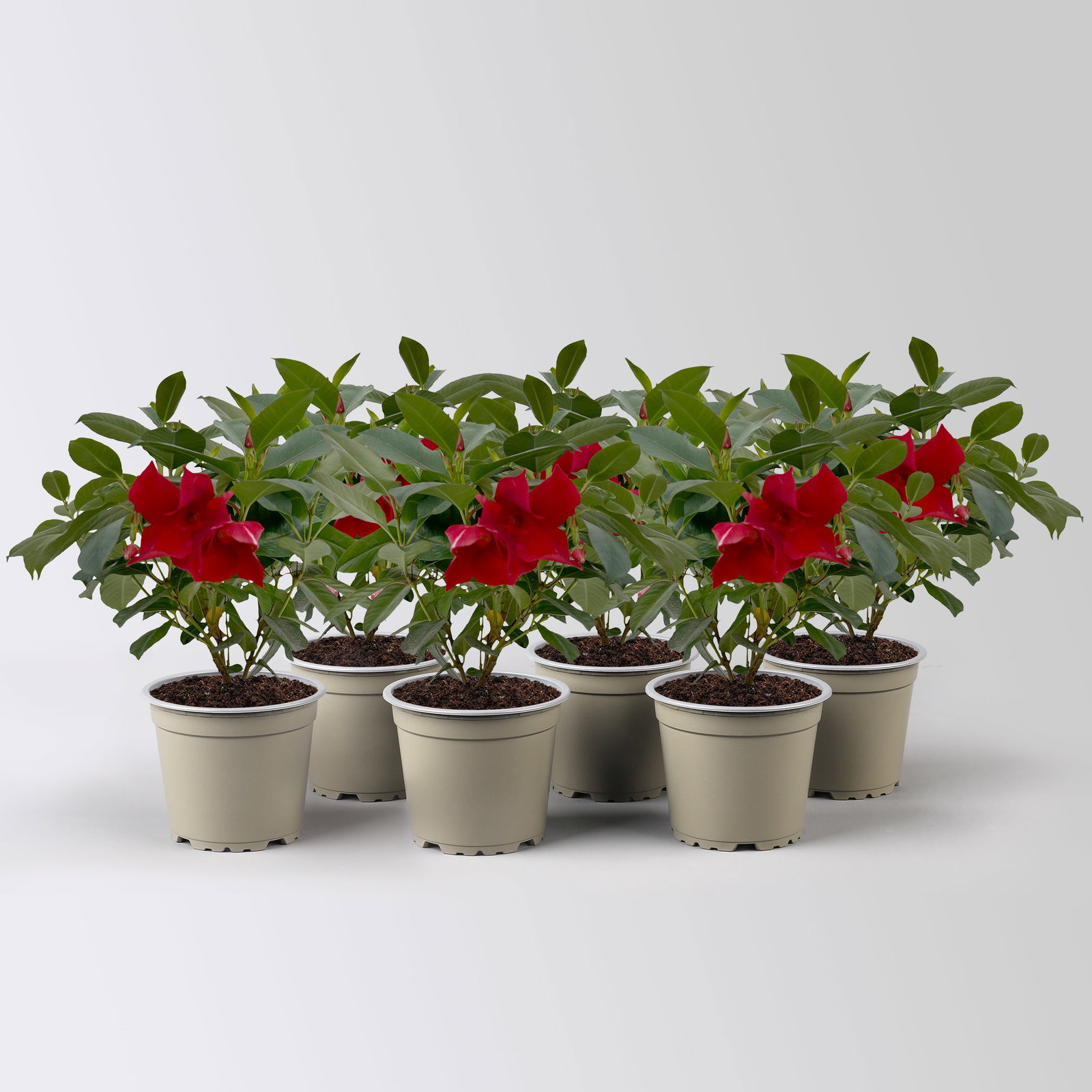 Dipladenie 'Qdeville®', rot, buschartig, Topf-Ø 12 cm, 6 Pflanzen